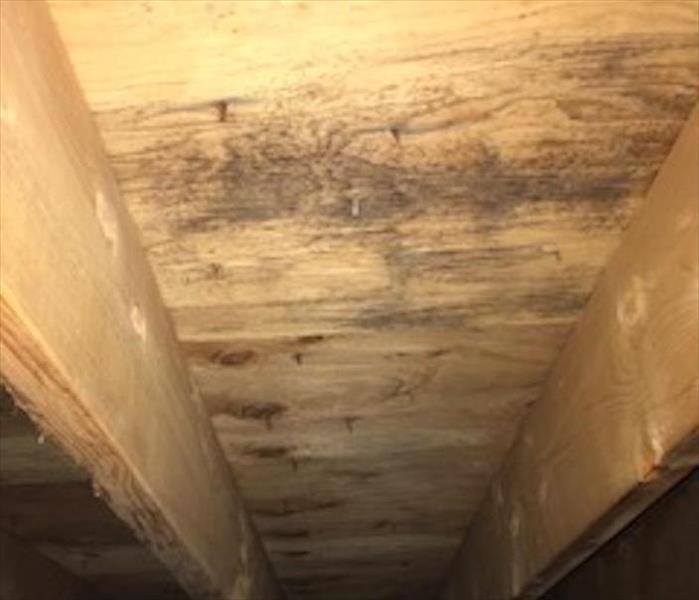 mold stains on roof sheathing in attic