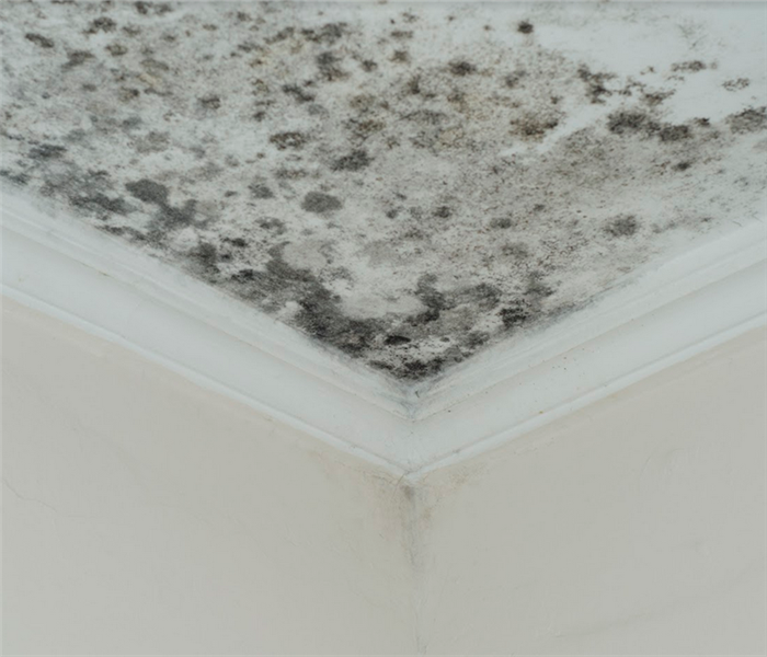 mold growing on the ceiling in the corner of a room