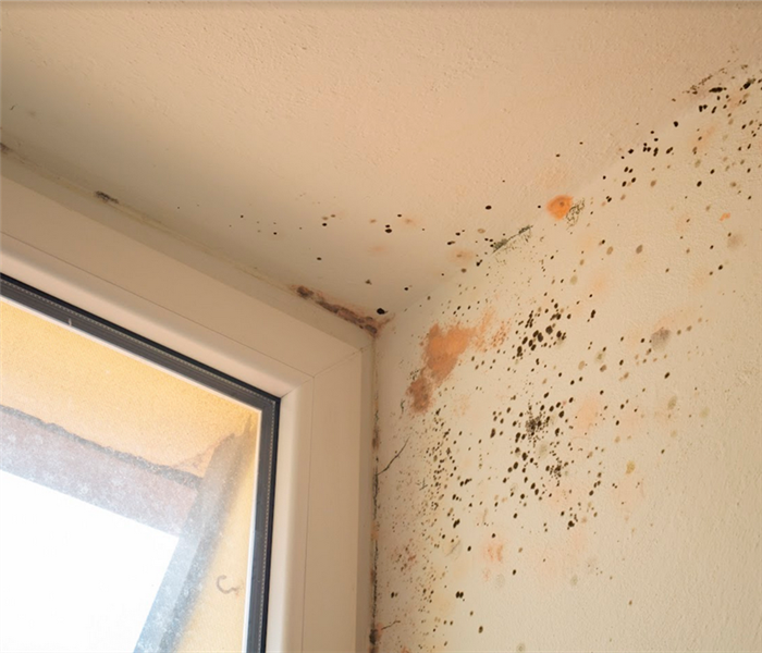 mold growing on the walls in the corner of a room